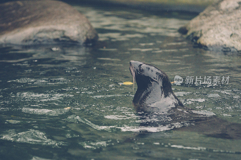 年轻的海狮