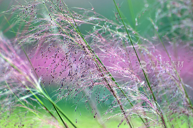 粉红色的穆勒草,特写镜头
