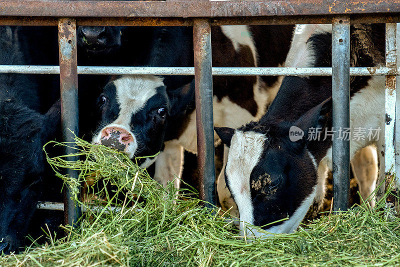 在犹他州农村的一个奶牛场，给一群奶牛喂食的时间