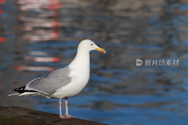 港堤上有海鸥