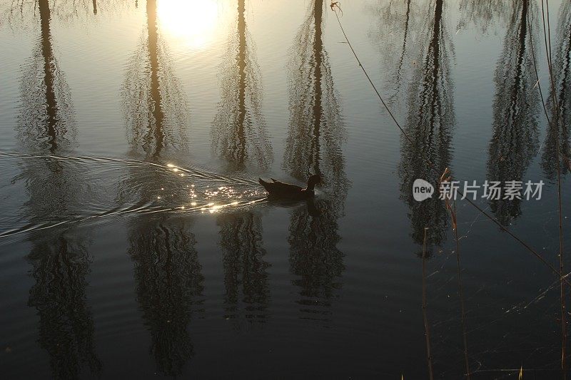 夕阳西下，树木倒映在湖面上