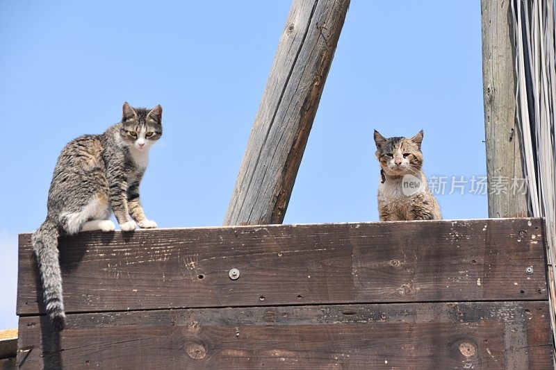 两只猫坐在一个篮球上