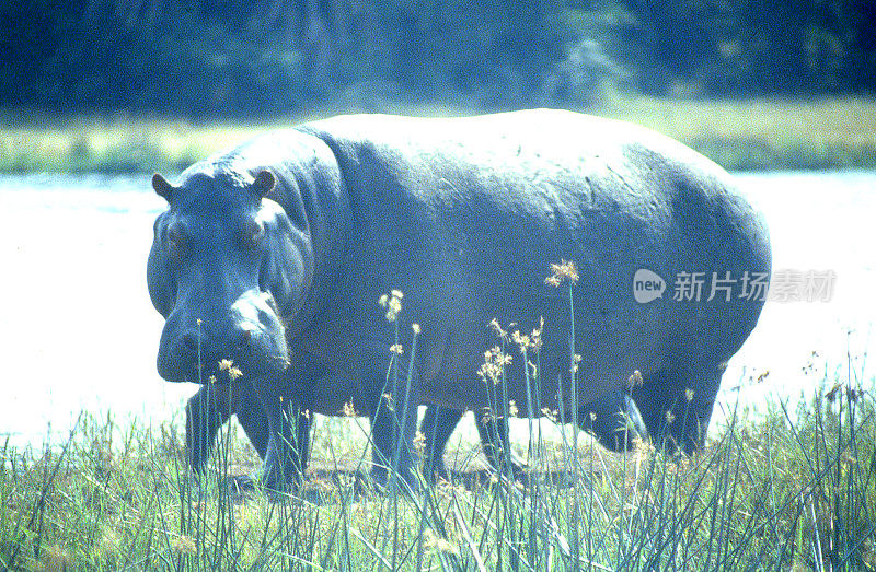 20世纪80年代，非洲卢旺达阿卡格拉国家公园阿卡格拉河岸边孤独的大型雄性河马