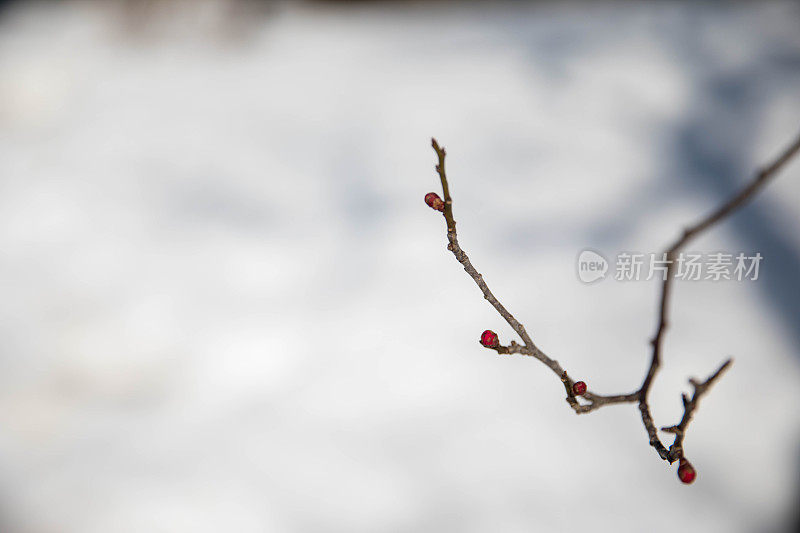 芽和雪