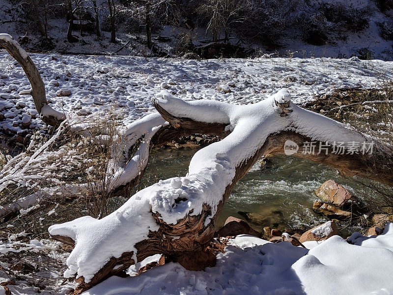 在犹他州锡安国家公园，维珍河沿岸的树干上覆盖了新雪