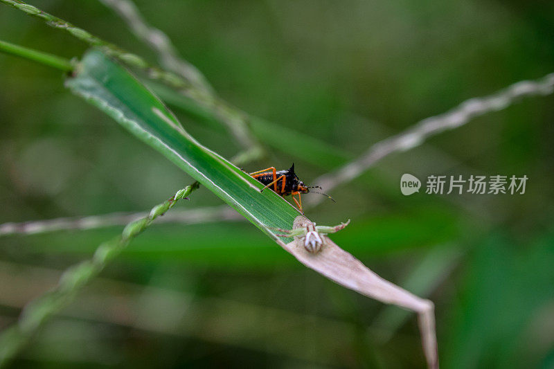 花园里树叶上的虫子