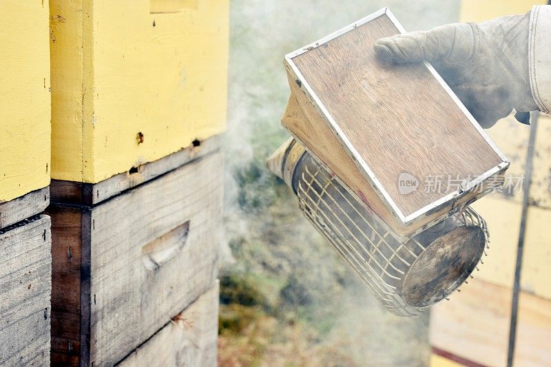 养蜂人或养蜂人的吸烟者与蜂巢