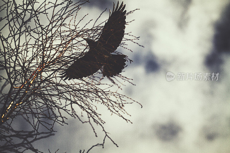 黑色乌鸦飞过树枝在一个多云灰色的日子在冬天