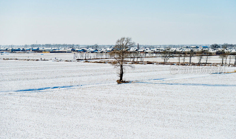 雪地里的树