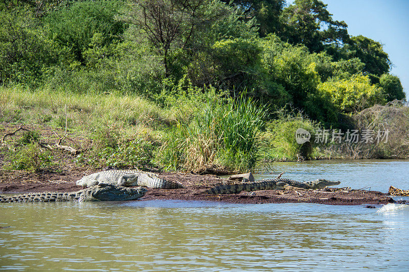埃塞俄比亚:尼罗河鳄鱼