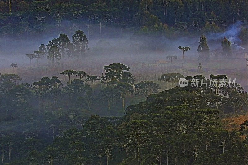 在巴西南格兰德格兰多附近，薄雾拂晓的南洋杉景观