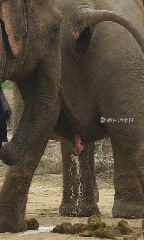 雌印度象抬起尾巴，准备排便，大象排尿和大便的照片