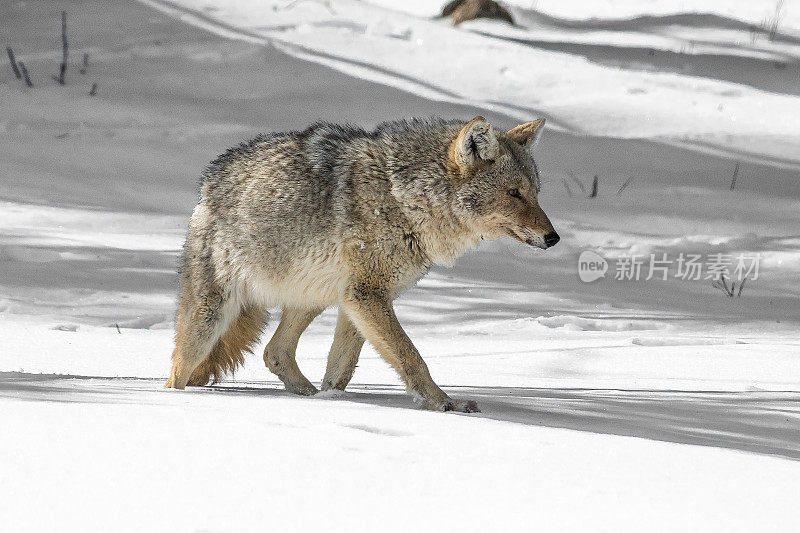 在美国黄石公园寻找食物的郊狼