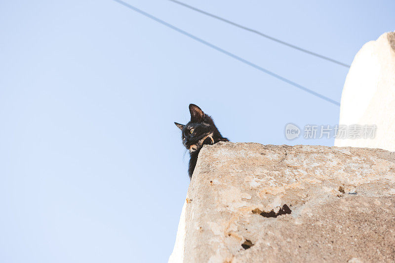 希腊圣托里尼的Akrotiri墙上的流浪猫