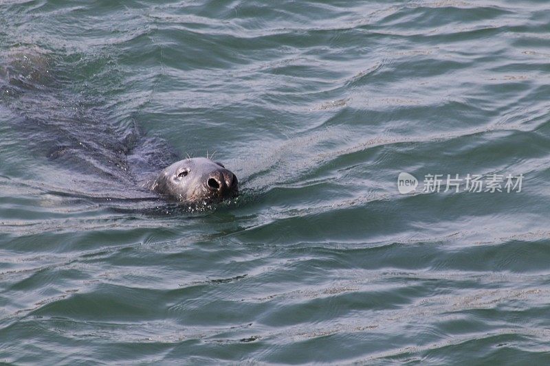 港海豹游泳