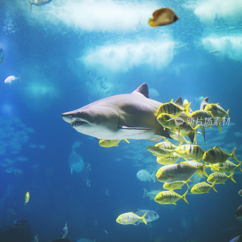 里斯本水族馆里的鱼