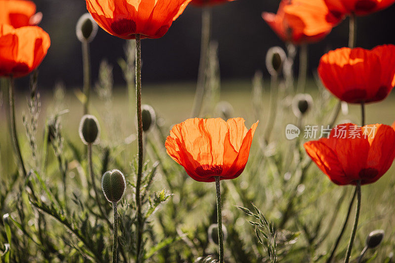 在阳光明媚的夏天，红色的罂粟再次出现在田野里