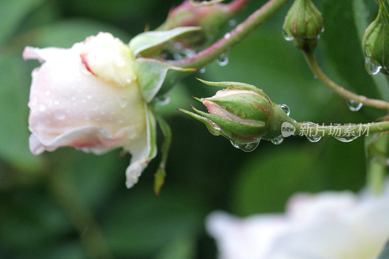 花白玫瑰的形象与水滴生长在花园里的雨露，芳香的白玫瑰灌木花蕾，花瓣与模糊的园艺背景，浪漫的束玫瑰花瓶，情人节，插花，婚礼花束