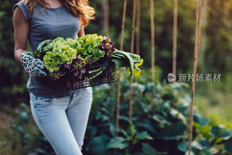 自产蔬菜，健康的素食生活方式