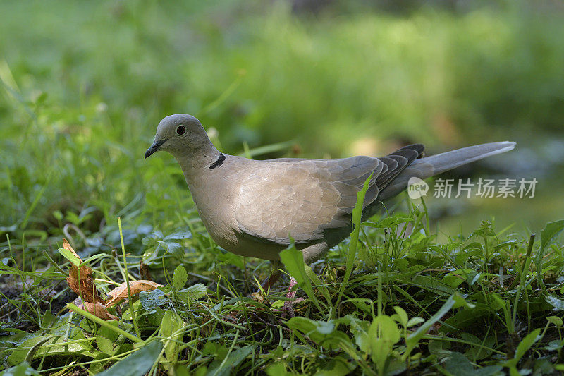 局部链球菌(decaocto链球菌)