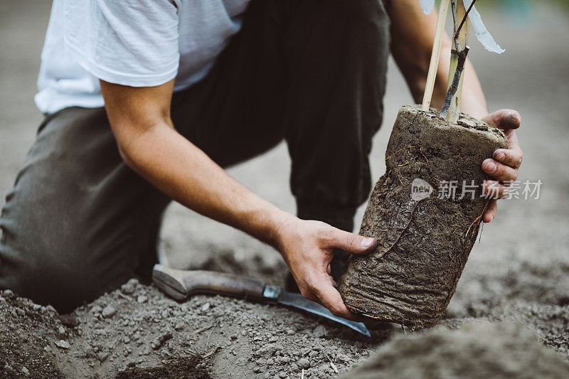 春天，人们在户外植树