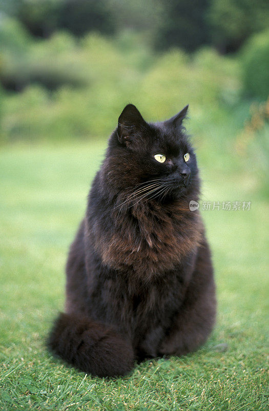 花园草坪上的黑头长毛猫