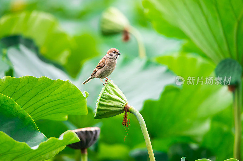 荷叶和鸟麻雀