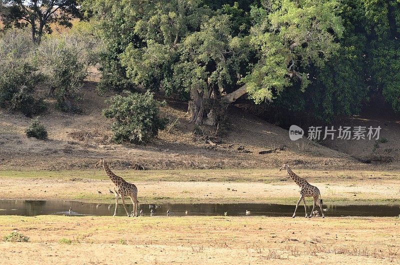 长颈鹿