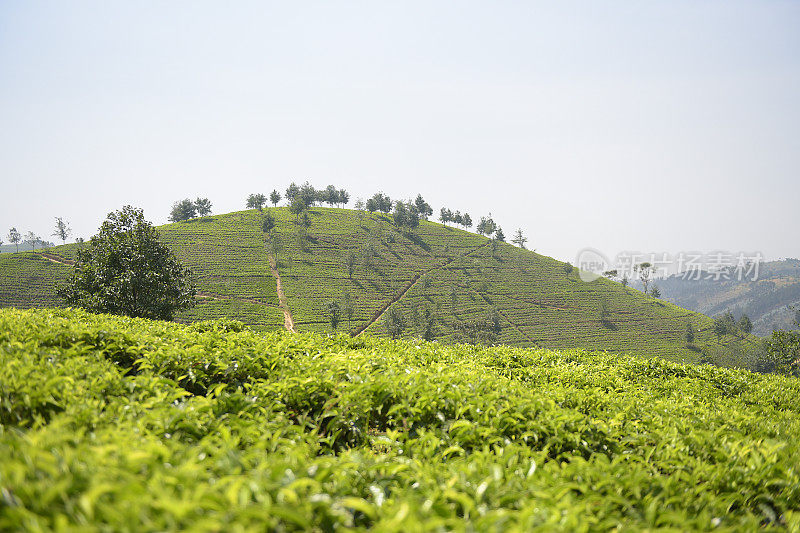 卢旺达靠近Nyungwe森林的茶园