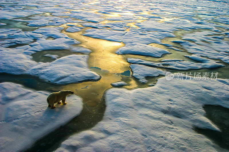 俄罗斯北极地区的北极熊