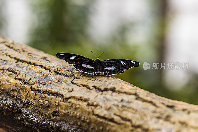 森林里树上美丽的蝴蝶