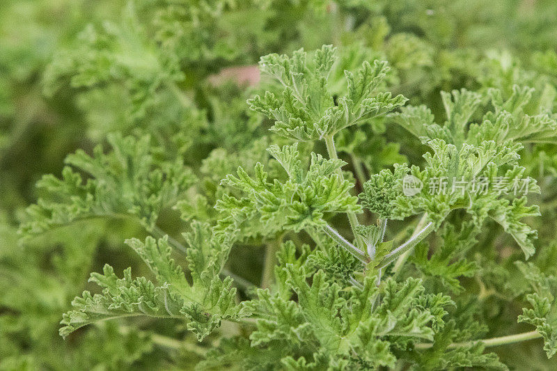 巴西塞拉多的植物群