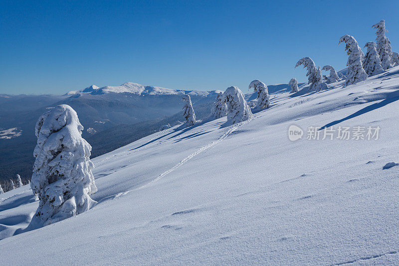 美丽的冬季全景与新鲜的粉末雪。风景与云杉，蓝天与阳光和高喀尔巴阡山脉的背景