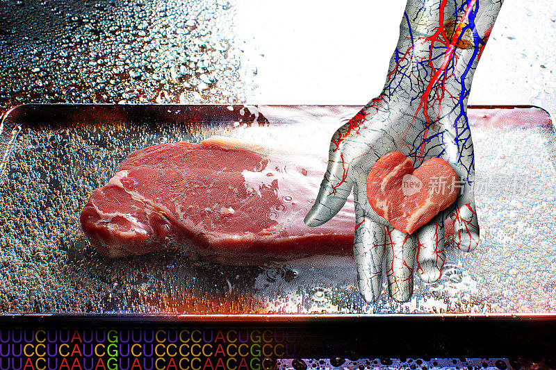 金属机器人手与人造心形牛肉。将人造牛肉浸泡在盛有培养液的不锈钢托盘中。在后台有一个信使rna密码。