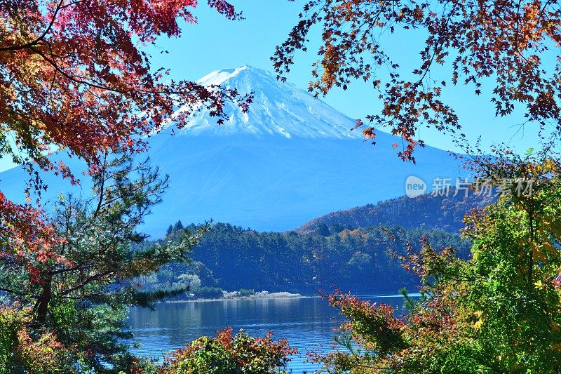 日本富士五湖地区的富士山和秋叶色