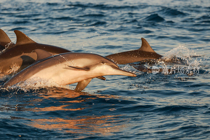 巴厘岛海岸附近的一群海豚