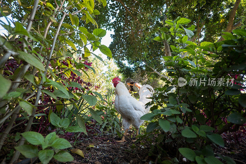 放养的鸡在花园里跑来跑去