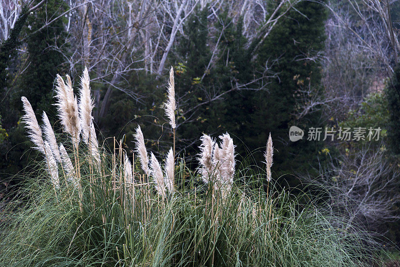 潘帕斯植物在花园里