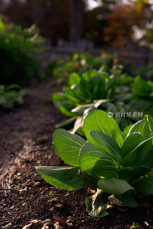 日落时分，花园中的白菜