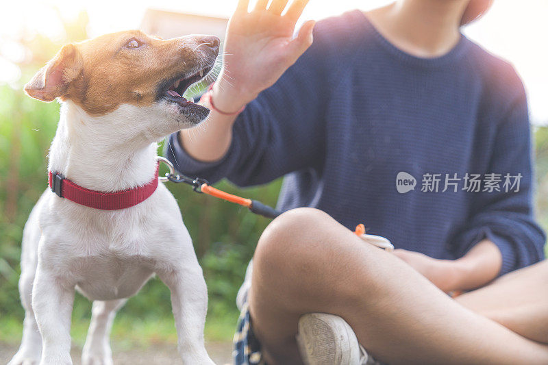 亚洲家庭十几岁的女孩玩好玩的她的宠物杰克罗素梗狗在花园在夏天的早晨