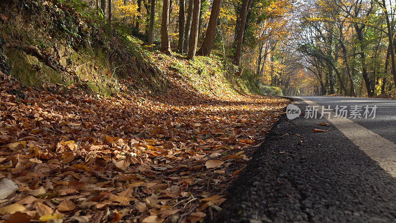 汽车穿过森林的道路穿过树叶