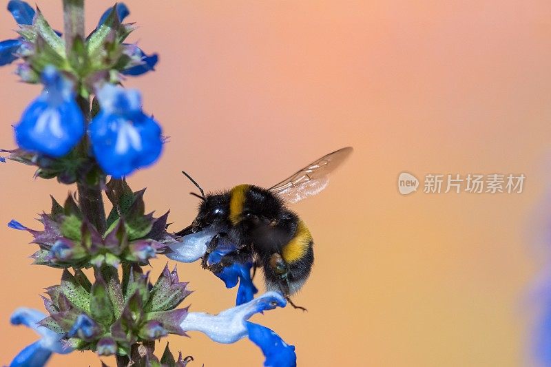 大黄蜂