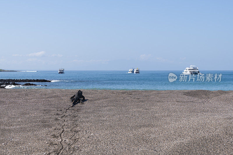 在加拉帕戈斯群岛的海滩上行走的海鬣蜥