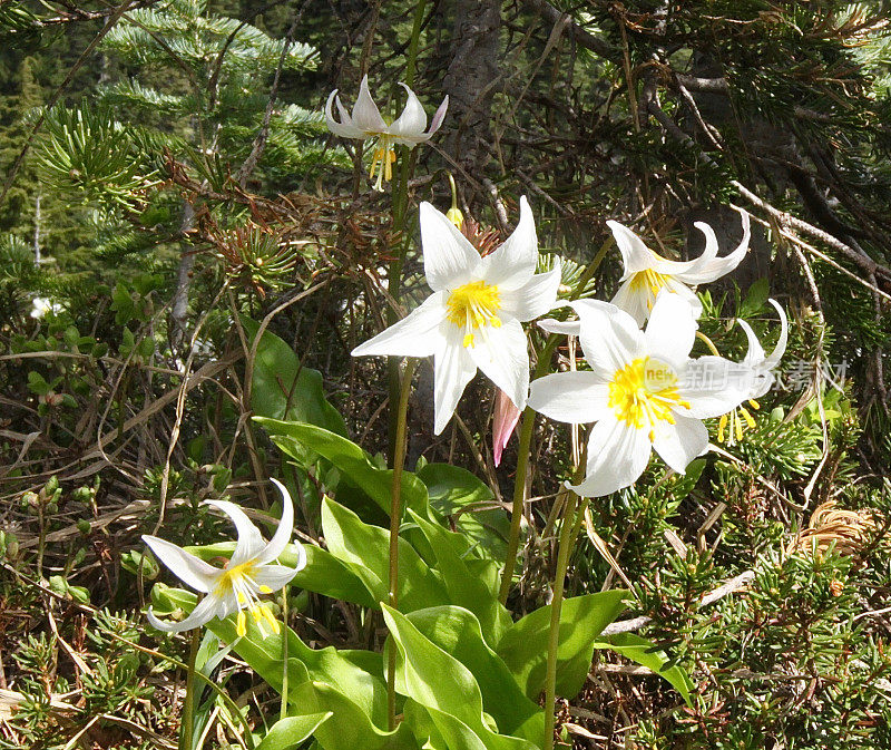 雪崩百合花