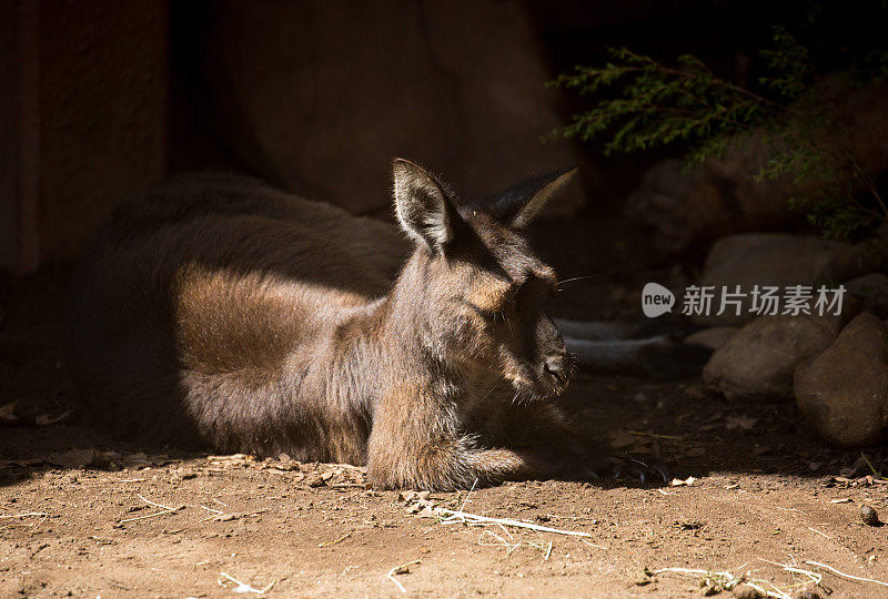 澳大利亚:袋鼠