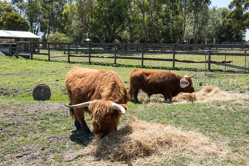 澳大利亚:高原牛