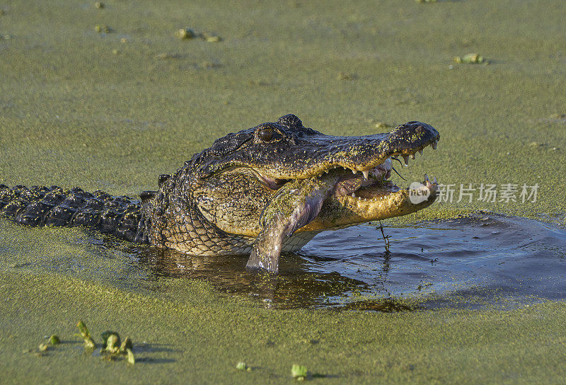 美国短吻鳄和鲶鱼在佛罗里达中部的奥兰多湿地公园