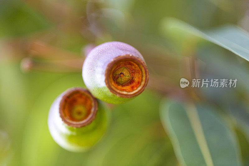 特写澳大利亚口香糖坚果，美丽的自然背景与复制空间