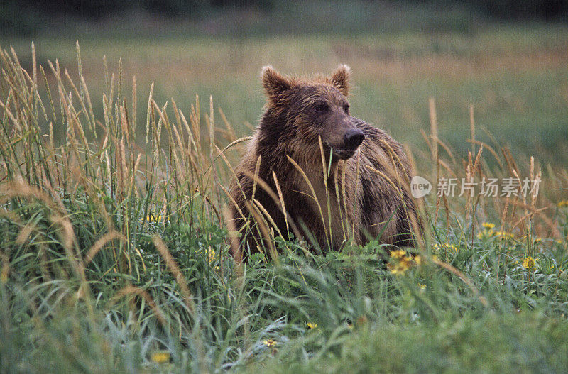 熊在夏天吃莎草