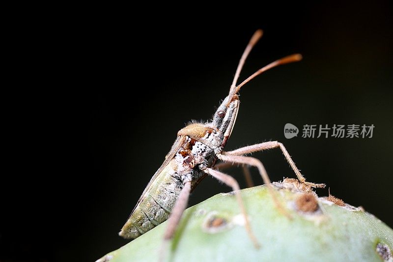 在仙人掌上的叶足仙人掌虫(纳尼亚)